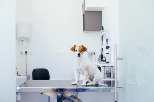 cão.jpg