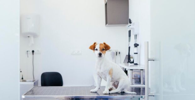cão.jpg
