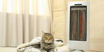 Como os cães e gatos controlam a temperatura corporal?