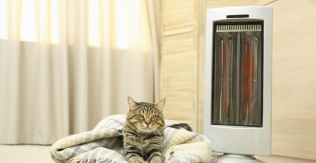Como os cães e gatos controlam a temperatura corporal?