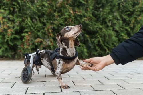 cachorro cadeirante
