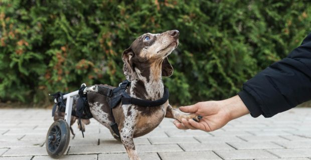 cachorro cadeirante