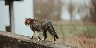 gato