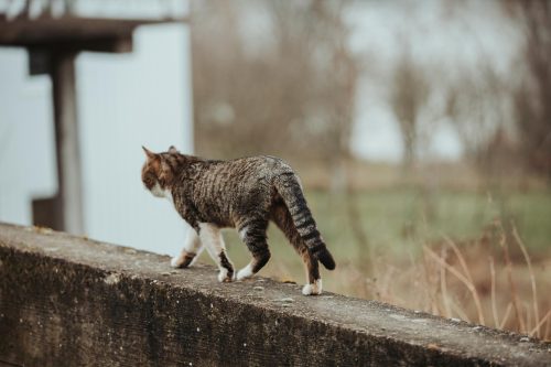 gato