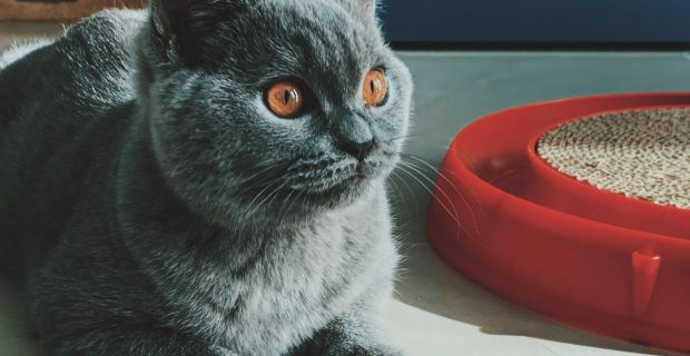 urina de gato