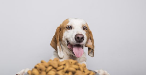 Profissional explica a frequência ideal da alimentação de um cão