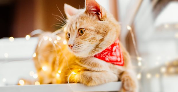 Veterinário destaca os principais cuidados com os pets nas festas de fim de ano