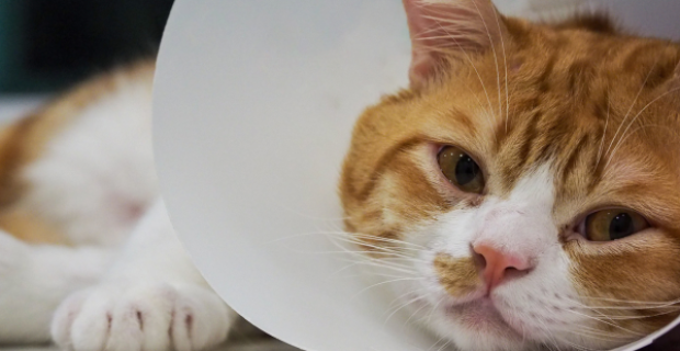 gato doente de cone