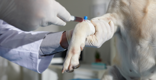 cachorro doador de sangue