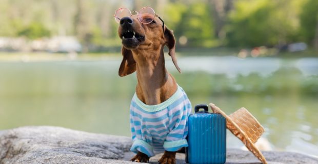 Veterinário destaca cuidados essenciais para viajar com seu pet