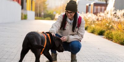 cão de assistência