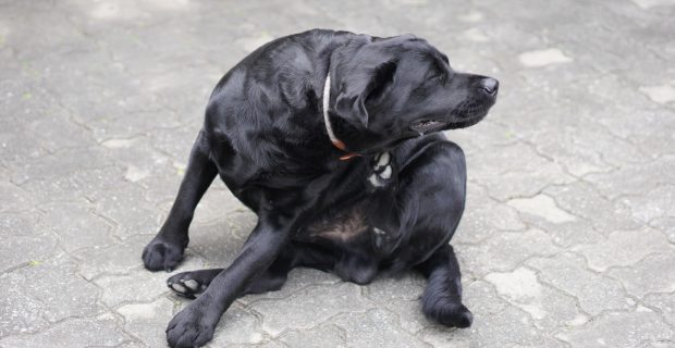 Sabia que pulgas podem transmitir doenças parasitárias aos pets?