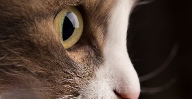 olho gato
