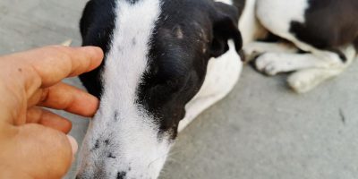 Manchas na pele dos cães precisa de atenção constante