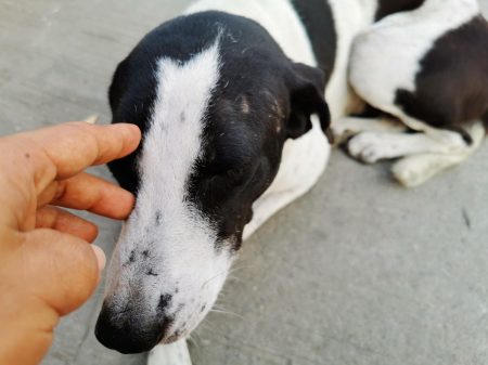 Manchas na pele dos cães precisa de atenção constante