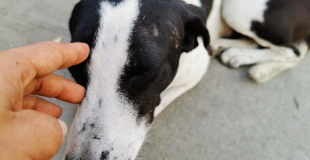 Manchas na pele dos cães precisa de atenção constante