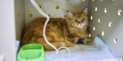 Felinos na internação: Quais os cuidados mais importantes?