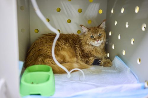 Felinos na internação: Quais os cuidados mais importantes?