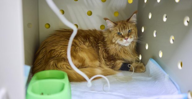 Felinos na internação: Quais os cuidados mais importantes?
