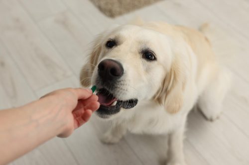 cachorro labrador recebendo um remédio