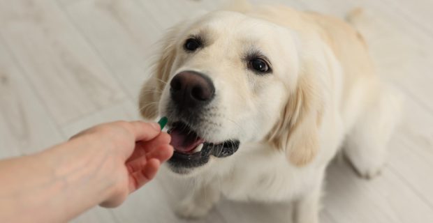cachorro labrador recebendo um remédio