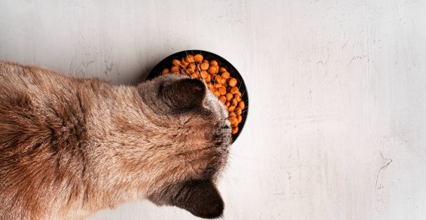 alimento