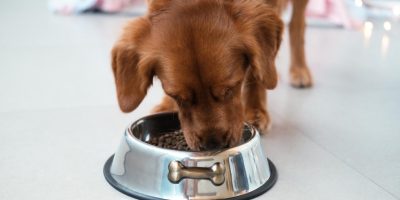 Negligência nutricional também é uma forma de maus-tratos contra os animais 