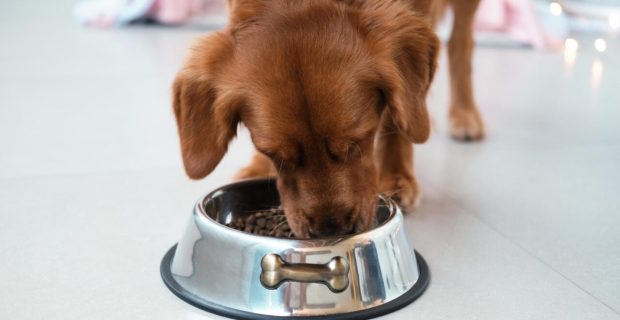 Negligência nutricional também é uma forma de maus-tratos contra os animais 