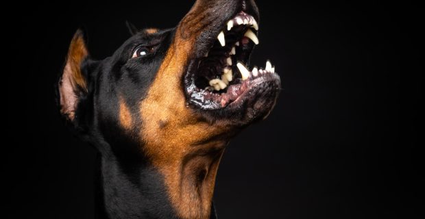 cachorro bravo