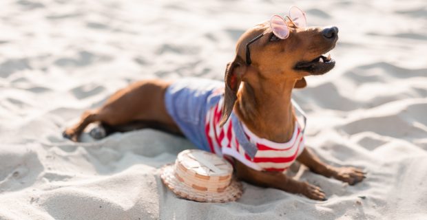 Verão demanda cuidados especiais com os pets