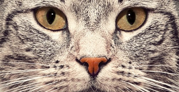 felinos e seus destaques na história