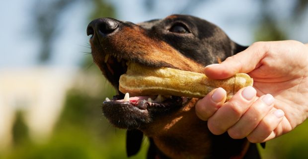 CACHORRO COMENDO PETISCO