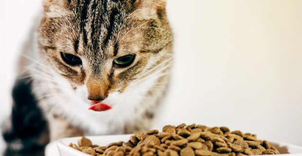 Por que variar as texturas na alimentação dos felinos, principalmente dos filhotes? 