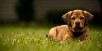 cachorro filhote deitado em um gramado