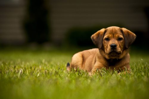 cachorro filhote deitado em um gramado