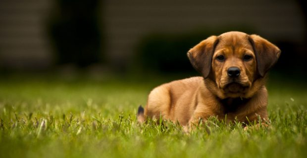 cachorro filhote deitado em um gramado
