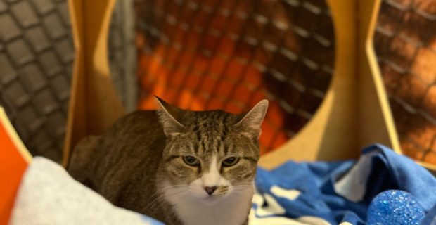 gato adotado