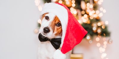 Natal inédito para os pets é realizado em São Bernardo do Campo (SP)