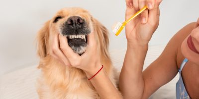 dentes.jpg