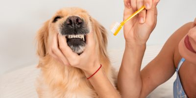 Veterinária explica a importância de escovar o dente do seu pet