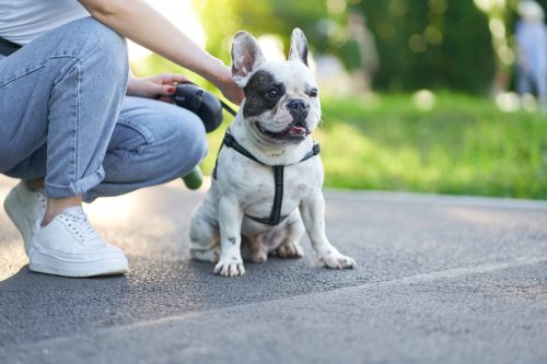 Vai viajar? Proteger seu pet contra pulgas é essencial