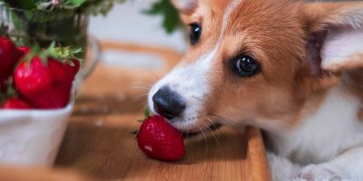 cachorro com fruta