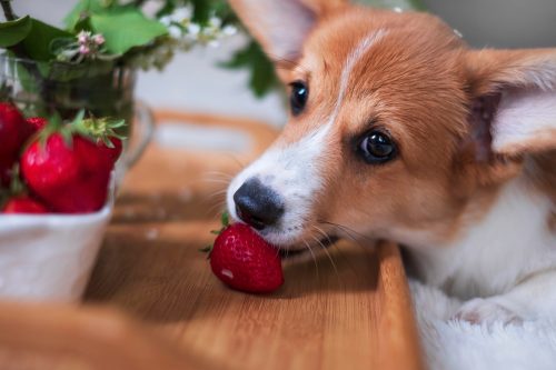 cachorro com fruta