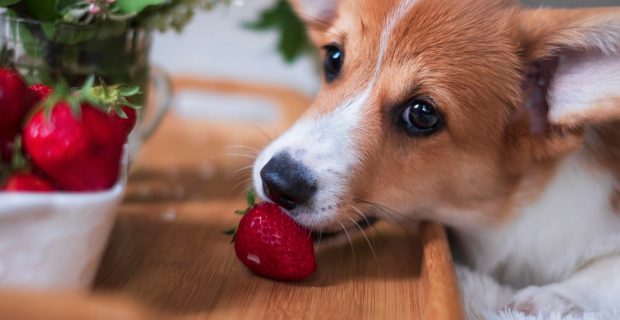 cachorro com fruta