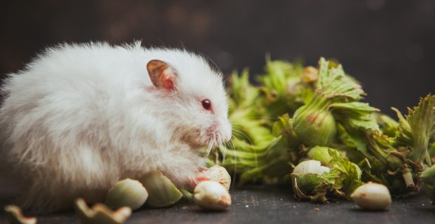 hamster