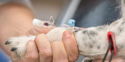 Programa incentiva a doação de sangue para cães e gatos