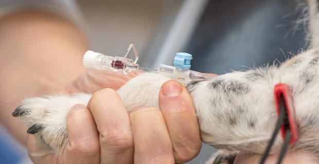Programa incentiva a doação de sangue para cães e gatos