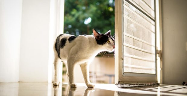 gato com medo