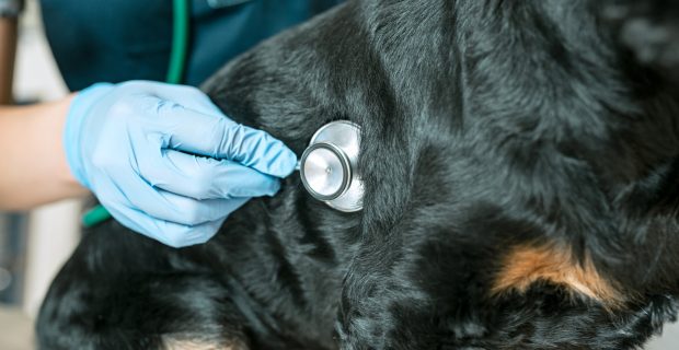 cachorro no médico
