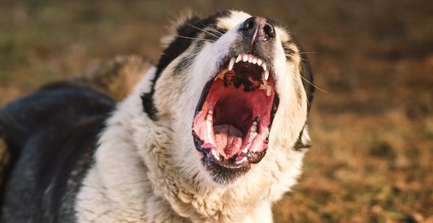 cachorros agressivos
